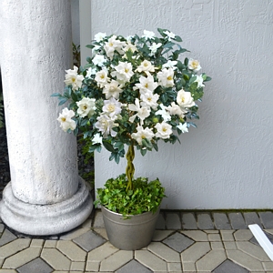 Braided Gardenia Plant in Grower